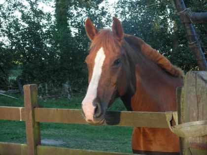 kandie ma ponette