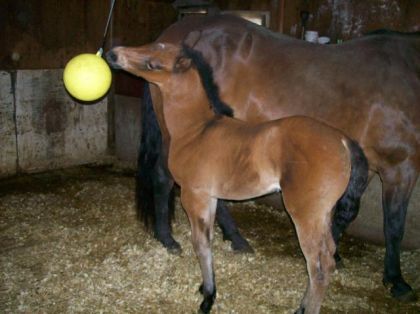 lady joe qui joue avec son ballon 