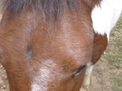 il est pas mignon ? J'adore la bouille des shet' !