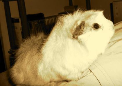 Vanille, ma boule de poils pr&eacute;f&eacute;r&eacute;