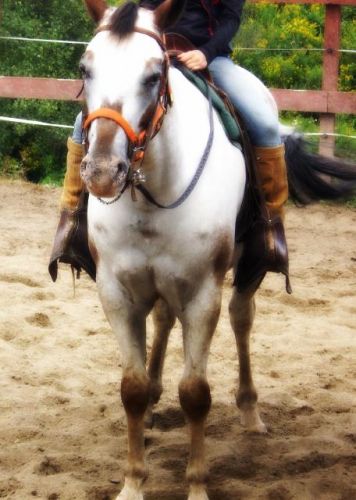 Shiva mon cheval de coeur et la moitié de moi &#9829;! :)