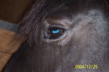 Un oeil de cheval