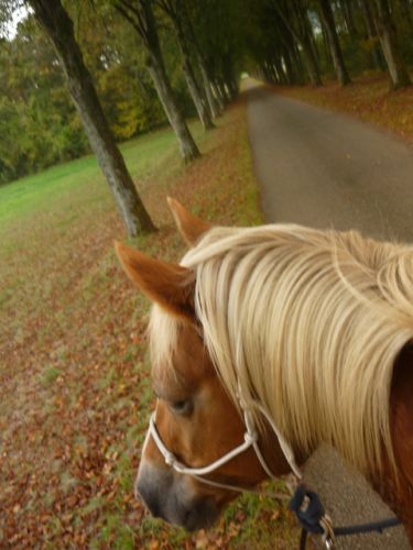 Une belle petite balade avec Sam sous les belles couleurs de...