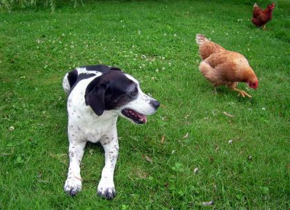 Albert qui semble se dire: approche pas sinon j'te bouffe! ...