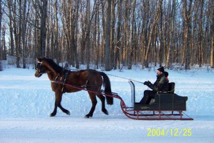 Jument attelée avec traineau