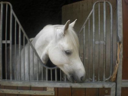 L'étranger mon poney préférer