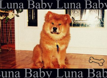 Ma ptite Luna Ma chienne
