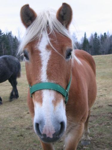 Coucou! Daisy! (La jument de l'oncle a mon chum)