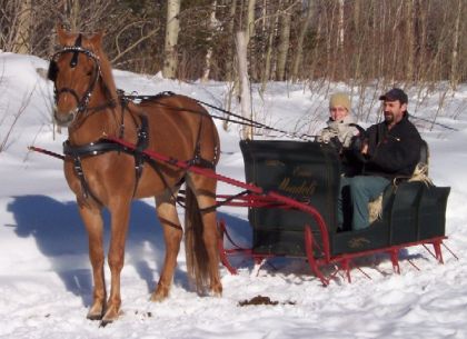 Cheval attelé sur voiture avec patins