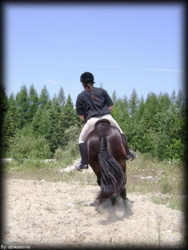 Cheval avec une grande queue