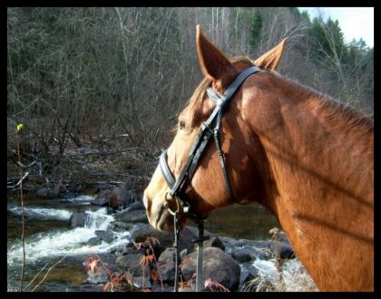 Jolly en rando à la rivière! :)