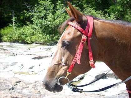 Tête d'un cheval brun vu de coté