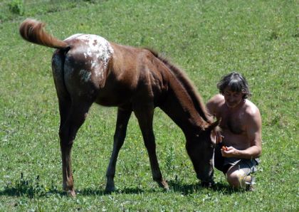 Un poulain regarde ce que fait un homme