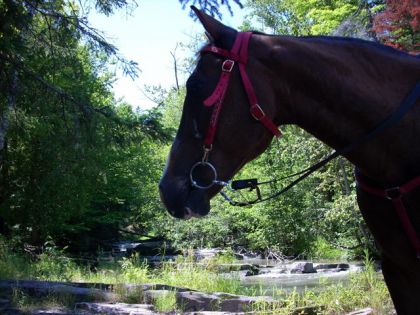 Cheval sur le bord d'une rivière