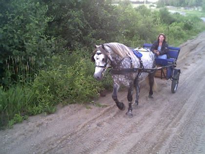En revenant de trail j'ai rencontrée ma voisine avec son cheval...