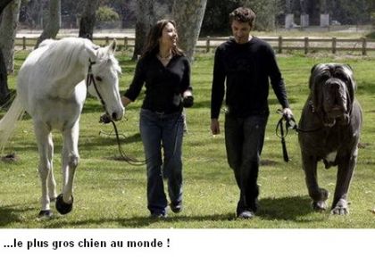 Méchant toutou! Je voulais juste vous en faire part..hihihi