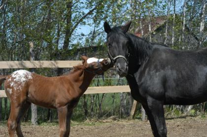 Un poulain embrasse sa maman