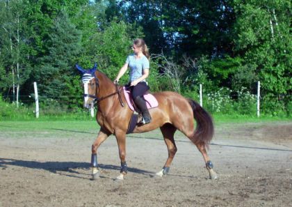Cavalière sur jument avec bonnet bleu
