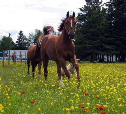 Sundance et Feather au champs
