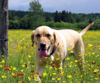 Chien dans un champ plein de fleurs