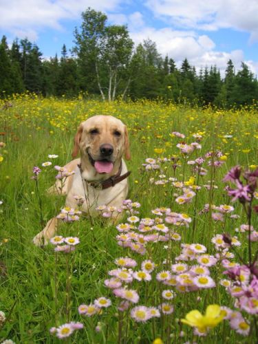 Chien couché dans un champ fleurit