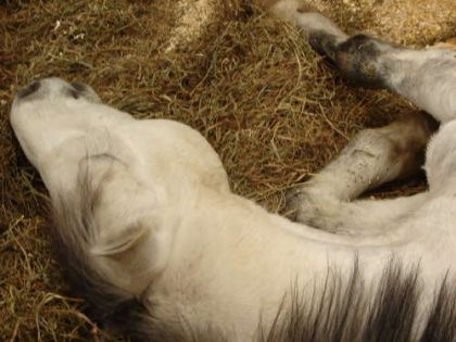 Le beau Montana qui fait une sieste