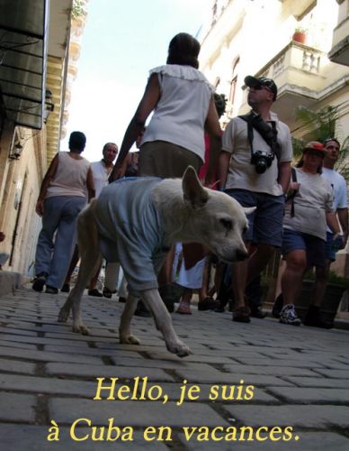 Un chihuahua dnas les rues de Cuba