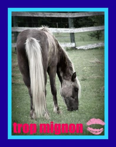 galopin dans le champs