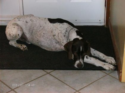 mon chien après kon l'ait lavé!:)