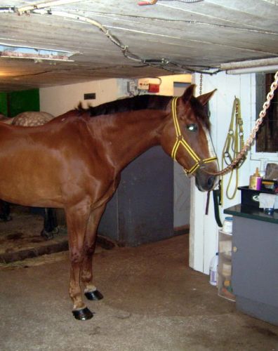 Jolly qui vien de se faire faire une petite beautée! :)