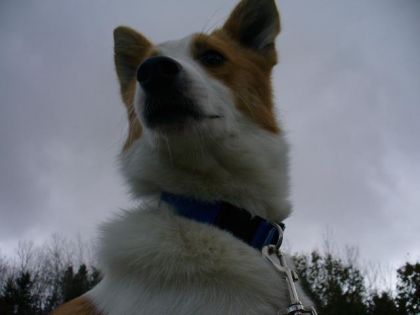 Jadore mon chien la dessu!! Mais jai peur quil ne lui soit...