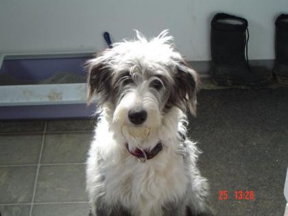ma chienne a 1 ans  1 ans et demi a peu pres