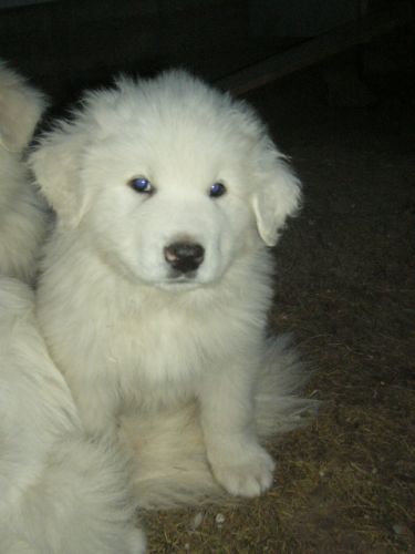 Mon dernier pitou qui me reste, un beau gros mâle vraiment...
