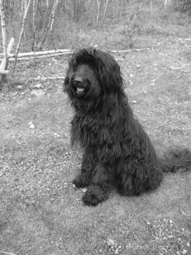 Mon chien Boris!