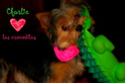 hihi ma chienne Charlie et son jouets préférer le CROCODILE :D