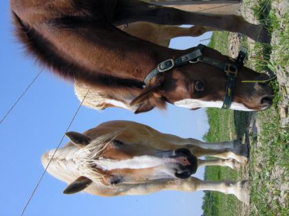 Cooper et un belge