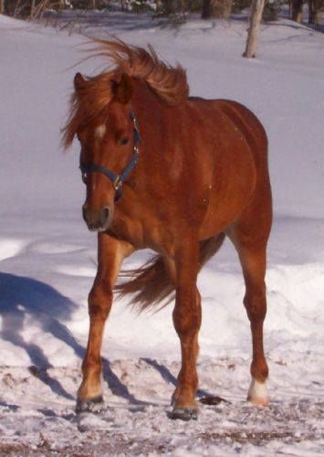 Cheval brun en hiver