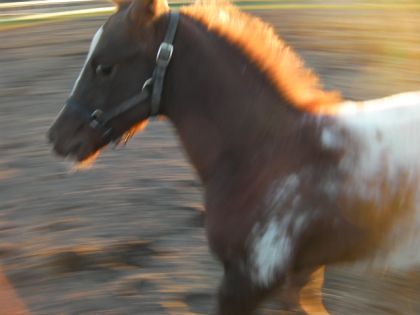 Wonder qui essaie d'arrêter après  la course..........