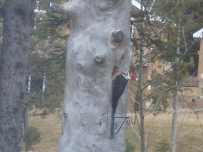 pick bois qui a adopter l'arbre chez mon chum !!!