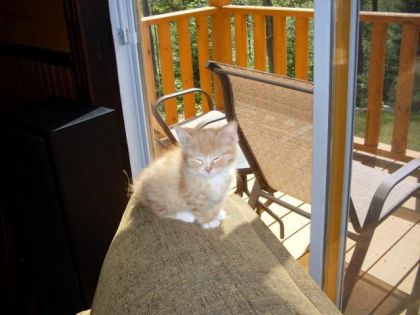 Charlie qui se fait bronzer au soleil