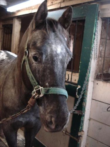 Voici D-G un gentil petit hongre appaloosa :)