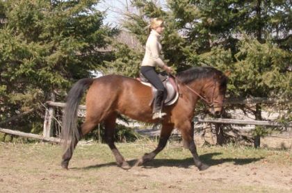 Dressage avec Mia