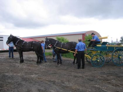 Expo de Drummond 2009 - Paire de chevaux Canadiens attelé en...