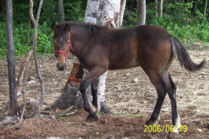 Jeune cheval