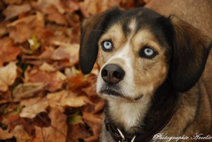 pour ceux qui aime les yeux bleu !