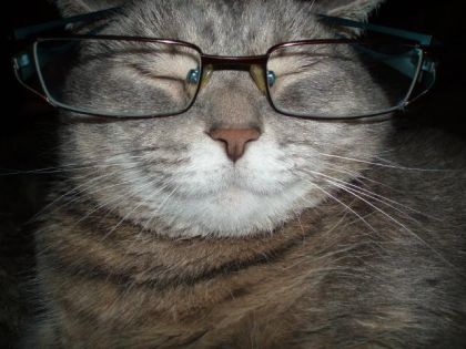 Ma chatte avec des lunettes!