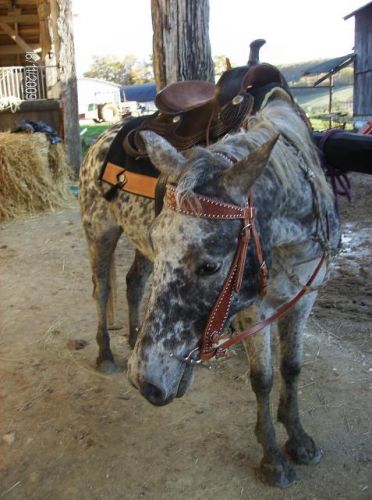 Opium futur cheval de cow girl lol