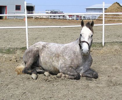d,où vient le nom Dolce Vita a mon cheval! je le mets dehors au...