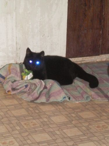 c'est Superrr Gismo regardé ces yeux terrifiant....