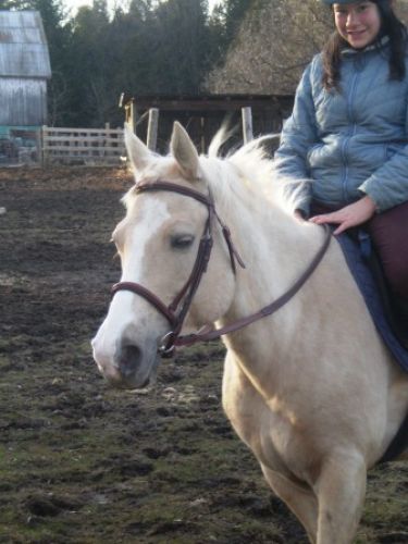 Cybelle quater horse